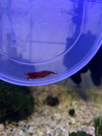 Krewetki Neocaridina - Red Chery