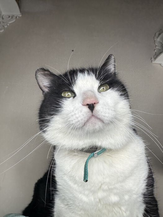 Боренька очень ищет любящую семью