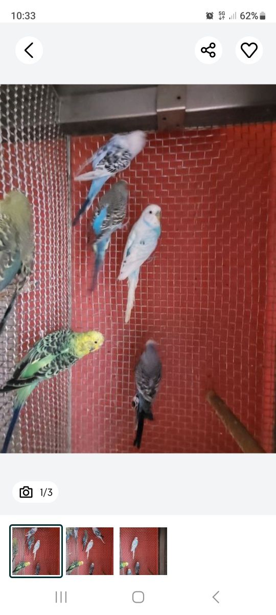 Papuga falista mix