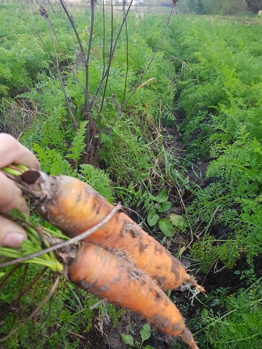 Mąrchew jadalna nie paszowa odpadowa
