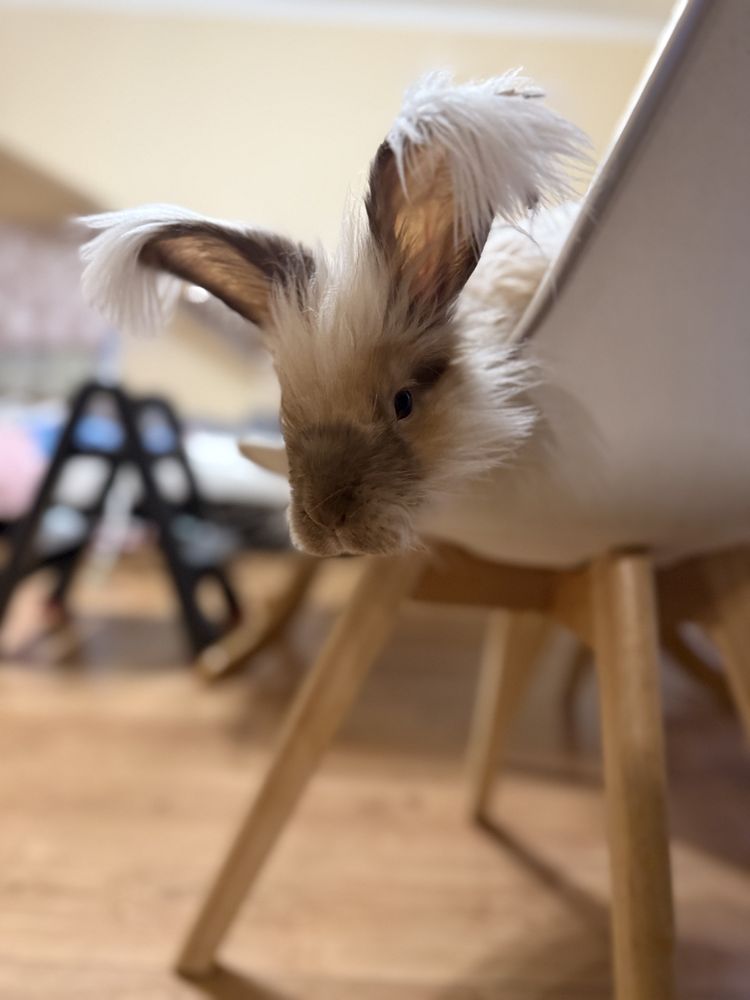 Krolik Angora szuka domku