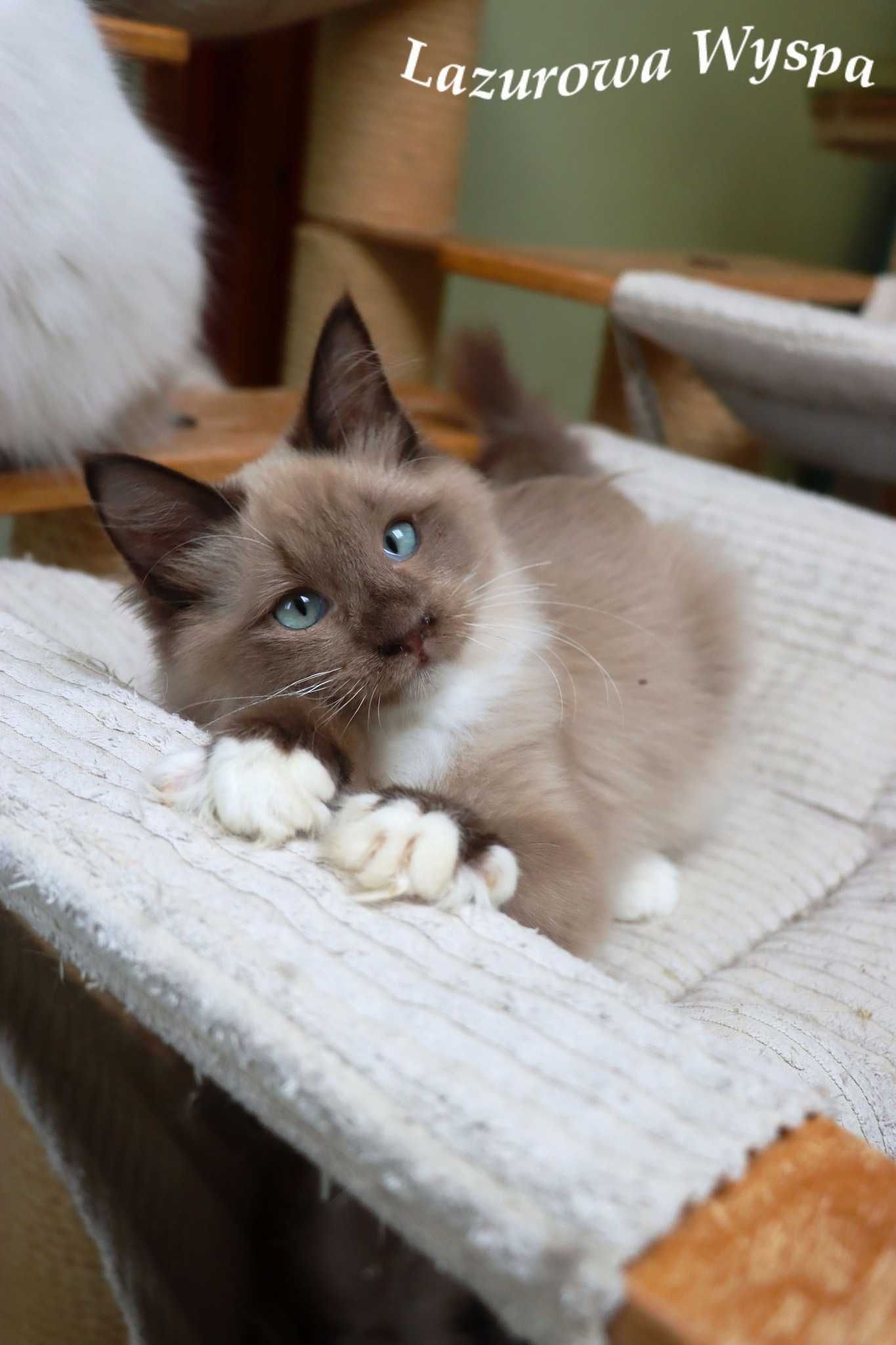 Erotyka Ragdoll mink z Lazurowej Wyspy.
