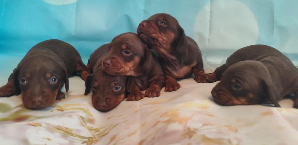 Jamnik miniaturowy krótkowłosy