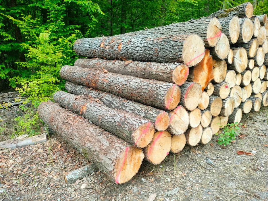 Drewno Opałowe i kominkowe