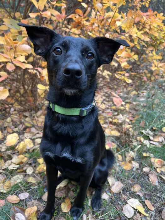 Отдам в любящую семью