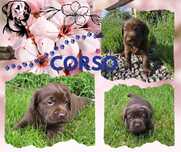 Czekoladowy chłopczyk- Labrador retrievier ZKwP