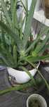 Rebentos de aloe vera/babosa