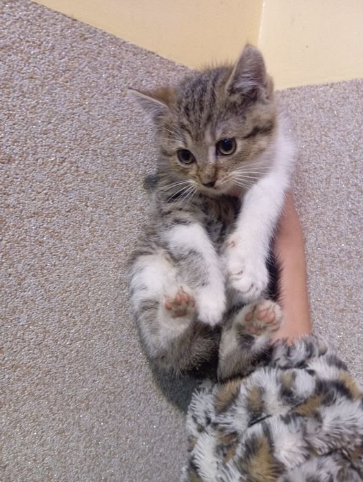 Dwumiesięczna kotka chętnie zmieni domek:)