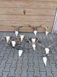 czaszka.trofea,tryk,wysylka,owca,koziol,cap,koza,baran,zamiana