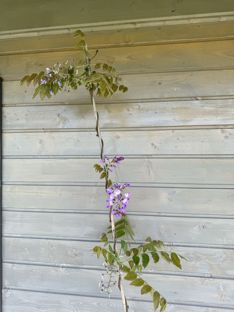 Piękna wisteria Ikoyama Fuji ponad 200cm fioletowe kwiaty