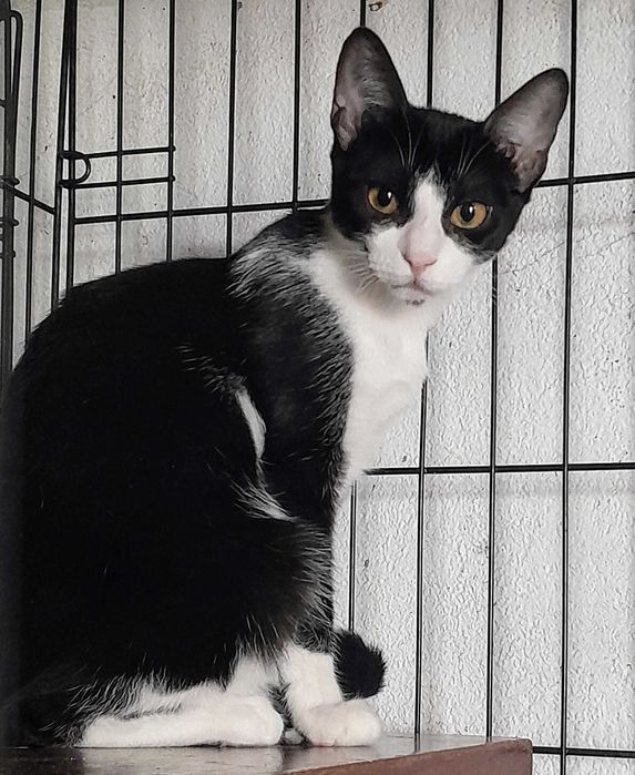 Gatinhas para adoção consciente