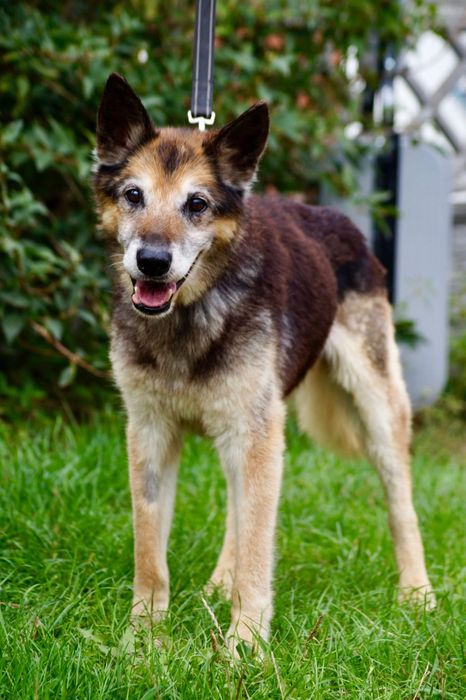 Bruno- łagodny i poczciwy staruszek do adopcji