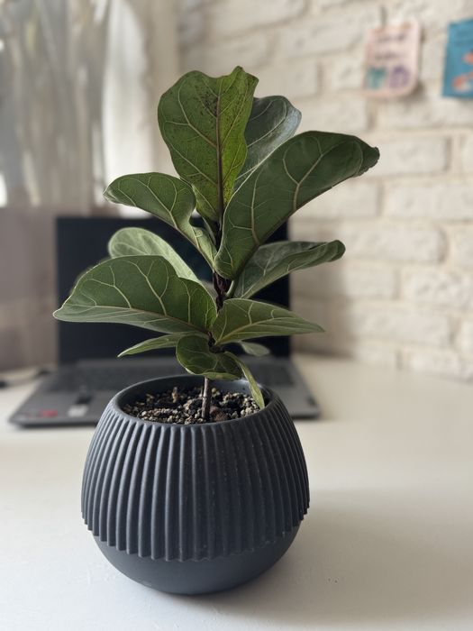 Фікус Лирата, Лірата