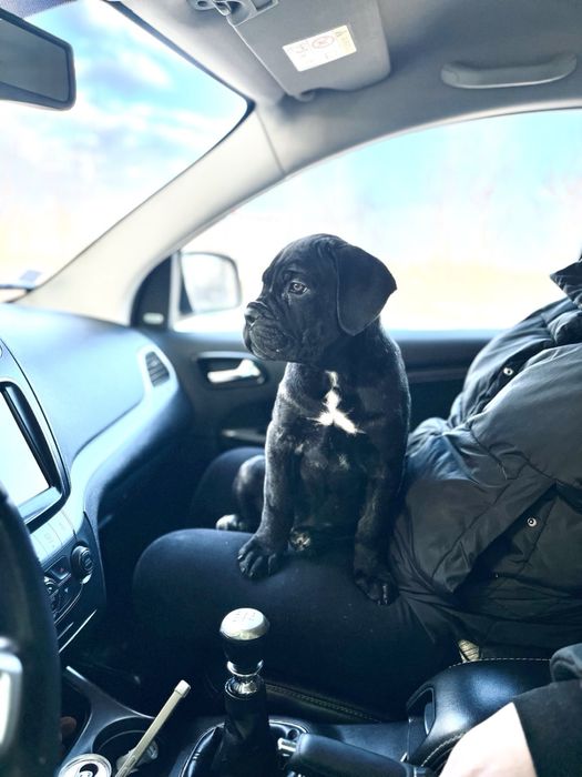 Цуценята Кане Корсо