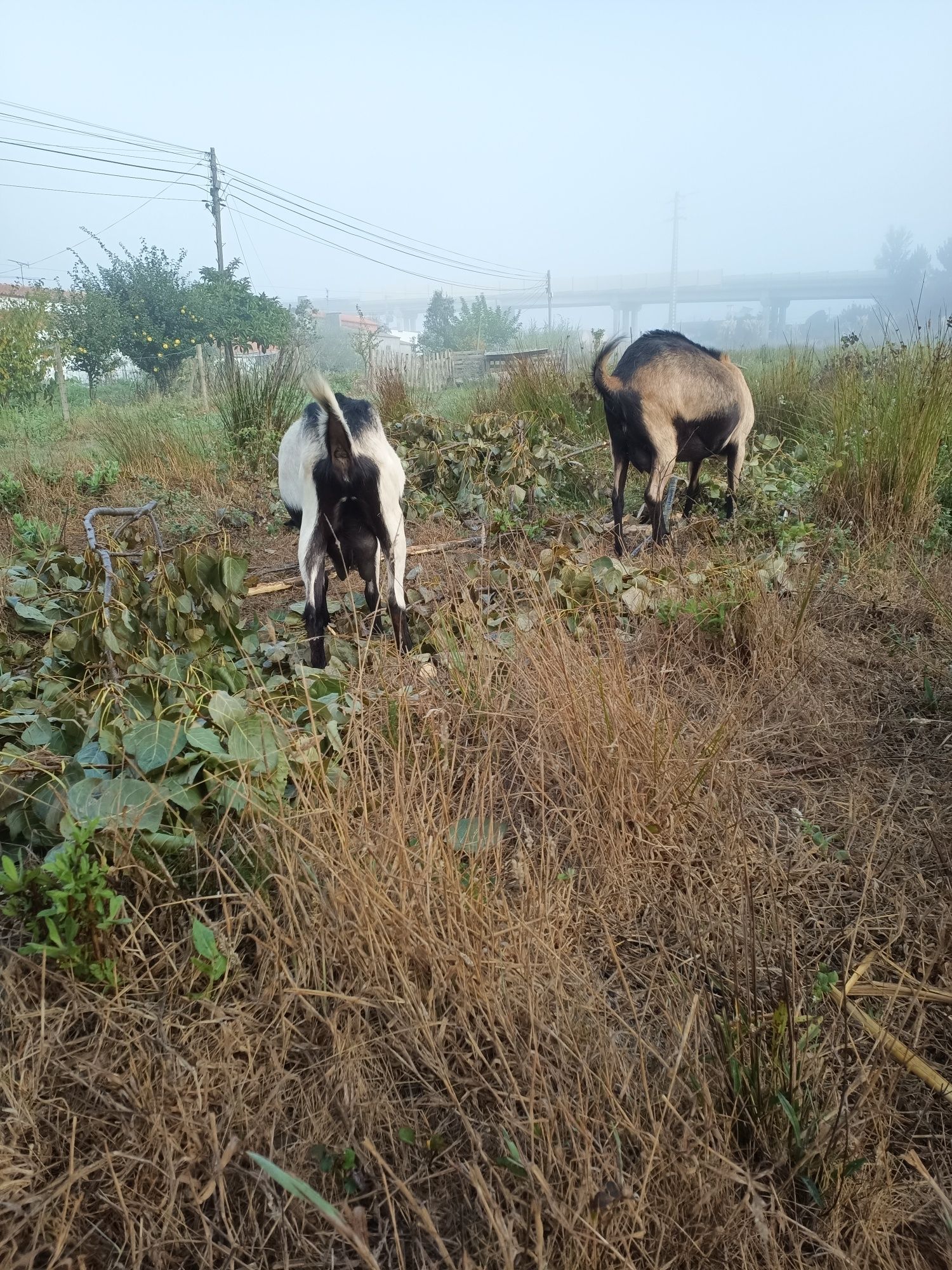 Rebanho 3 cabras e 1 bode