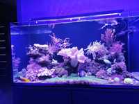 akwarium morskie i życie morskie