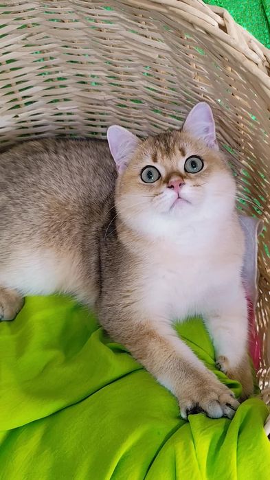 Прямовухі кошенята Британська золота шиншила хлопчик та дівчинка