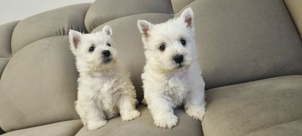 West Highland White Terrier- szczeniak