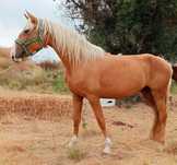 Palomina psl  . .