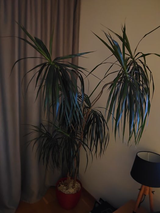 Kwiat doniczkowy- dracena