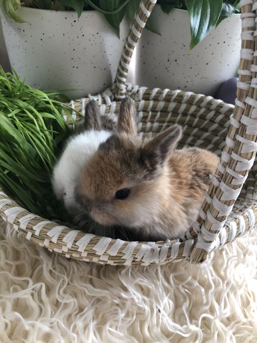 Królik karzełek teddy mini lop mini rez nauczone kuwetowania