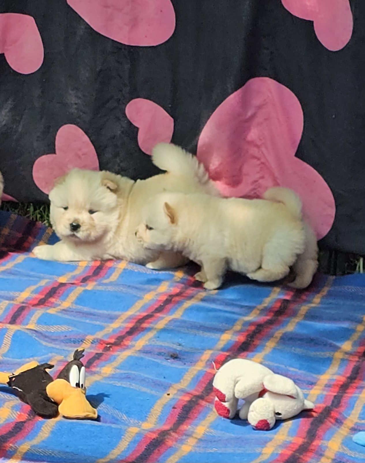 Sunia cream chow chow