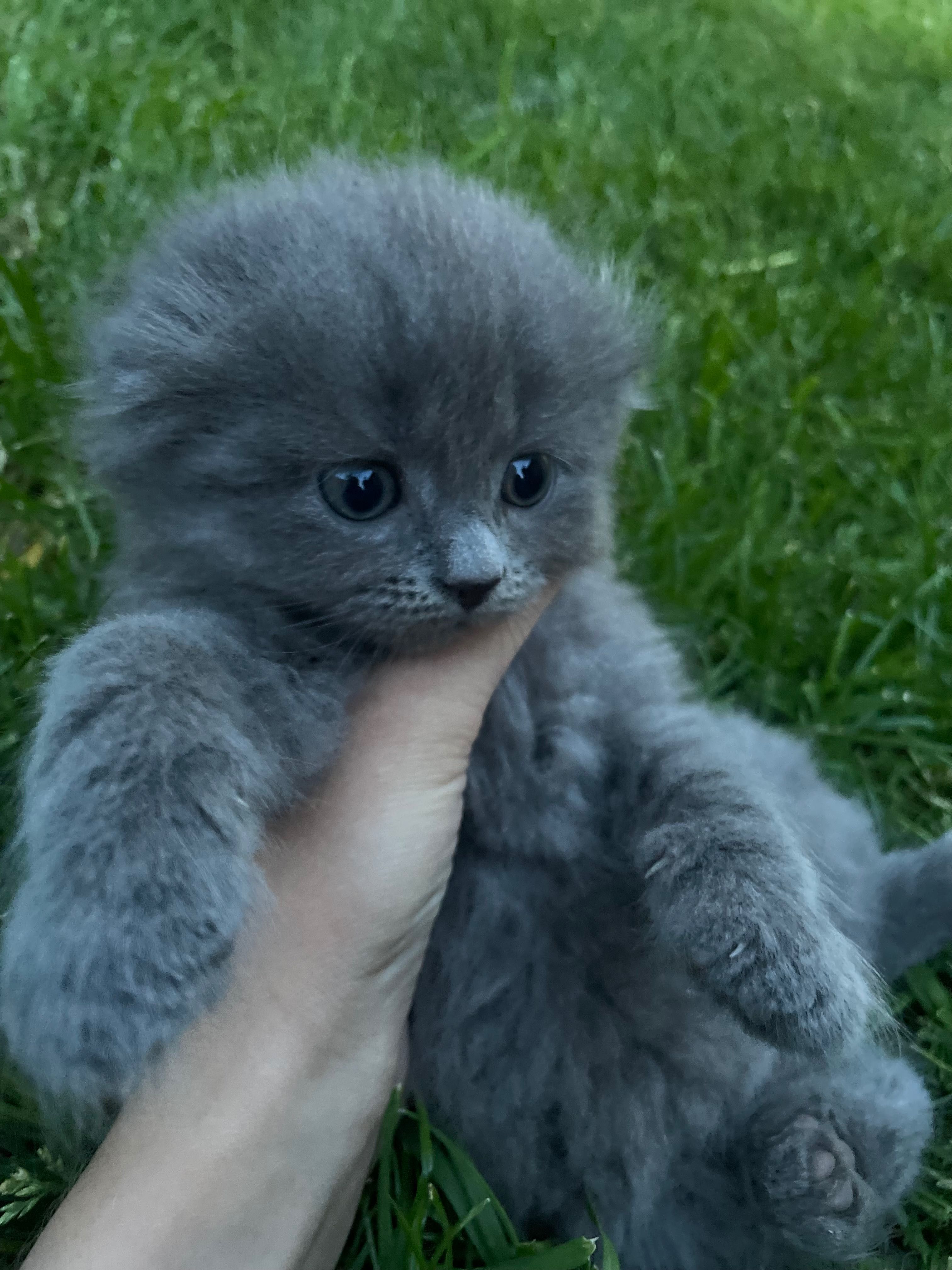 Продаж кошенят( 2 хлопчика)