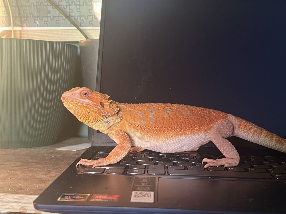 Sprzedam Agame brodata Orange wraz z calym wyposazeniem
