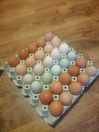 Jaja lęgowe 30 szt