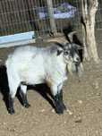Cabrito anão muito bonito