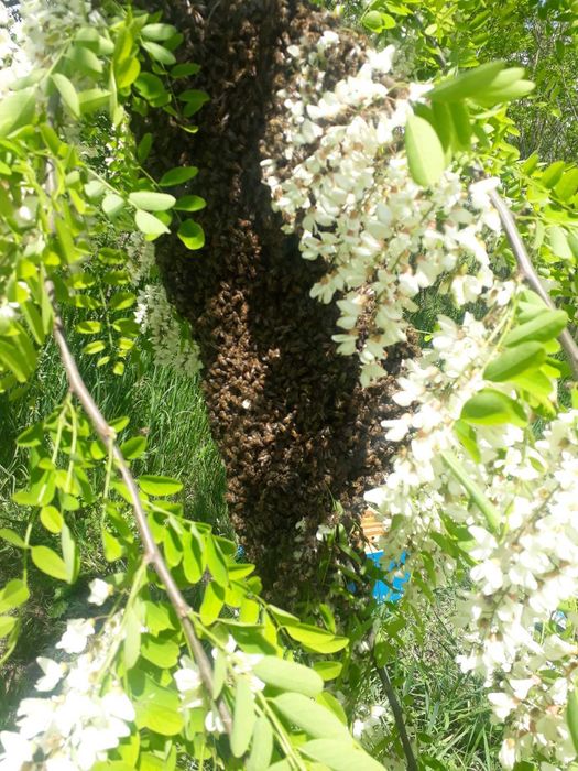 Бджолопакети. Одеська обл.  Любашівський р-н.