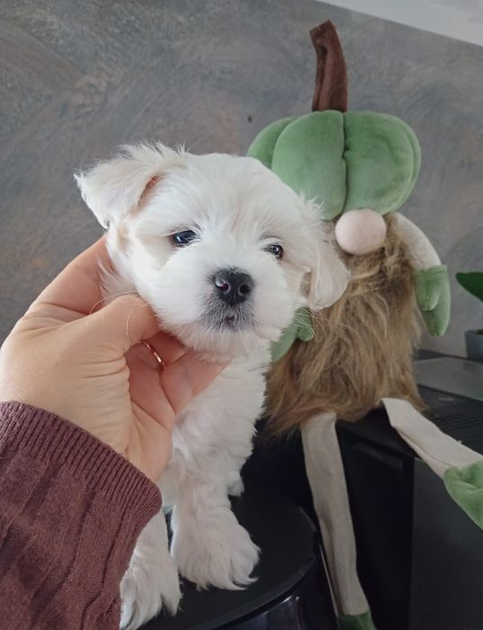 Sami piękny piesek maltipoo jasny krem
