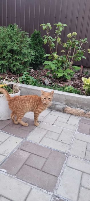 Красивый рыжий котенок ищет семью