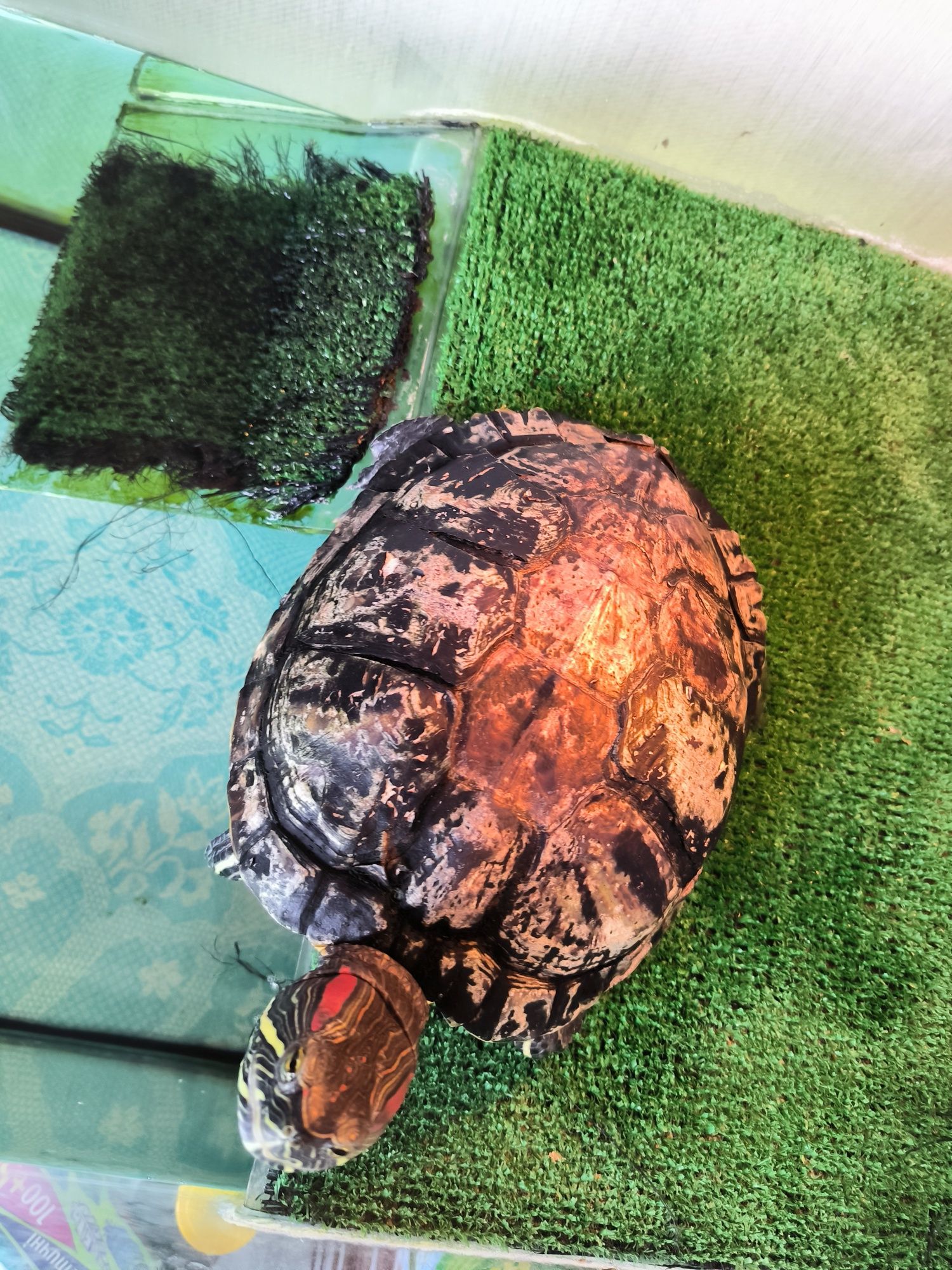 Червоновуха черепаха/Красноухая черепаха