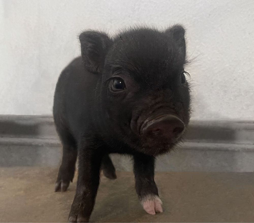 Mini pig black, чорненькі дівчатка, рожеві та чорні носики