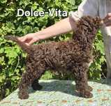 Sunia Lagotto romagnolo ZKWP