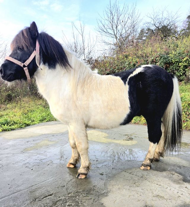 Kuc, kucyk Ogier Kryjący