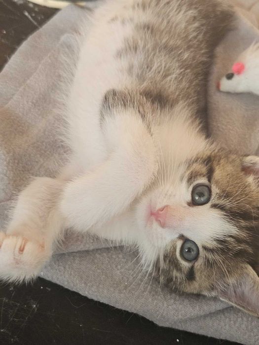 Mamisynuś Eufrat szuka domu