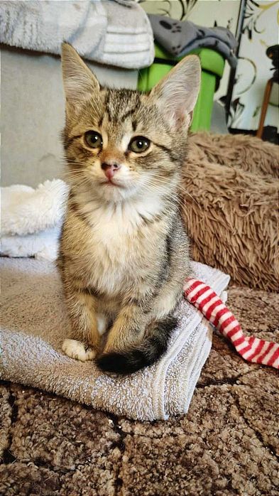 Найніжніша маленька принцеса Ліса