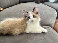 Śliczny kocurek ragdoll