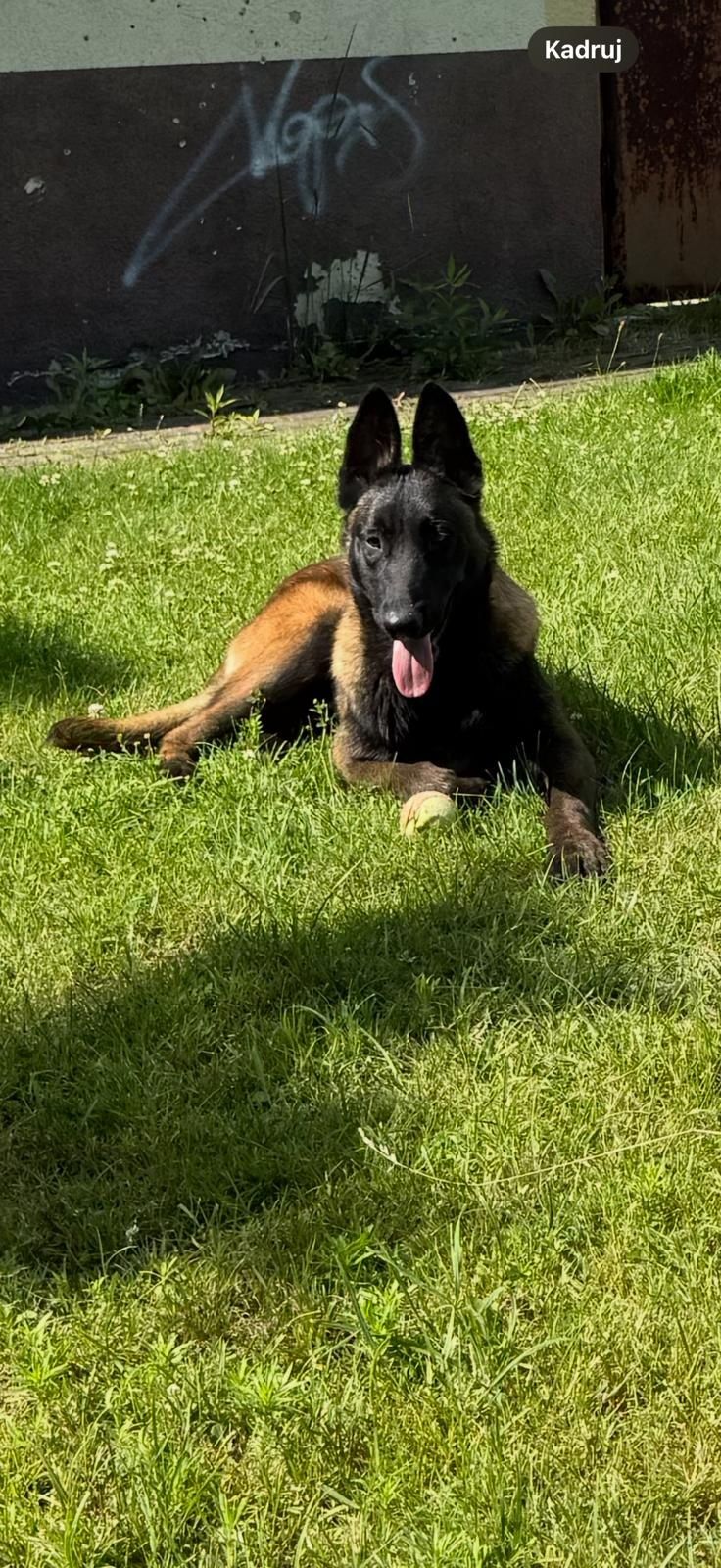 Owczarek belgijski malinois