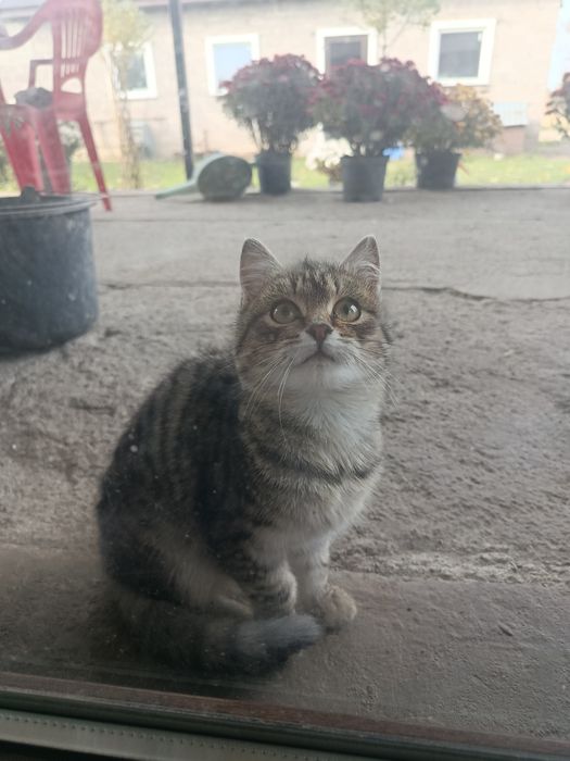 Віддам котика в добрі руки