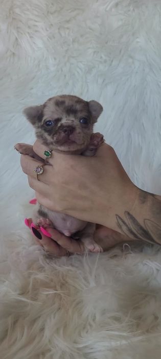 Chihuahua piesek choco merle