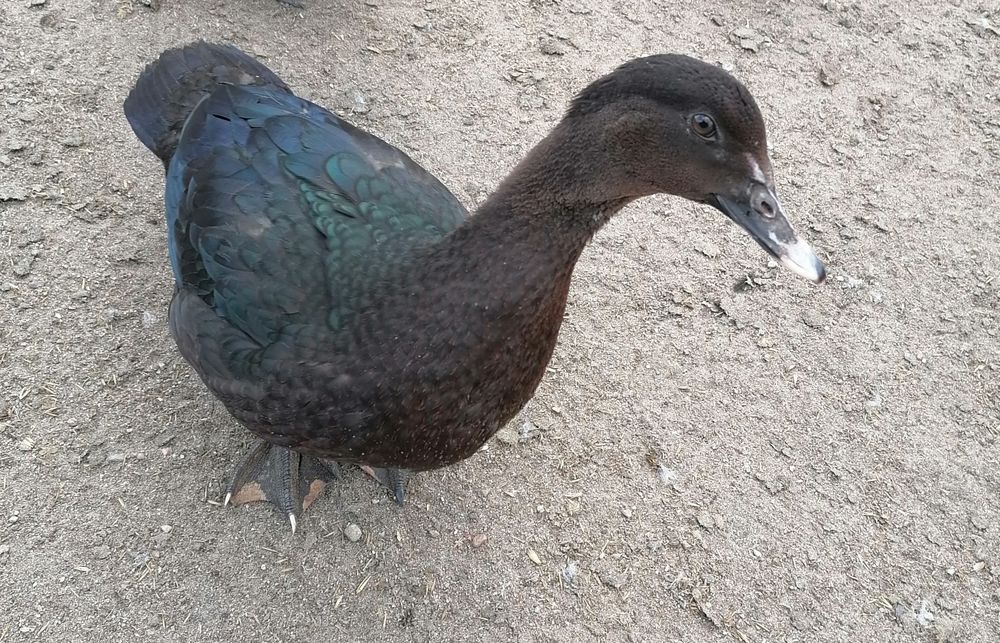 Kaczory kaczki piżmowe 2024