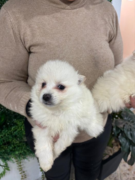 Spitz macho branquinho