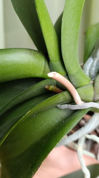 Орхідея Мікі Кроун. З квітоносом