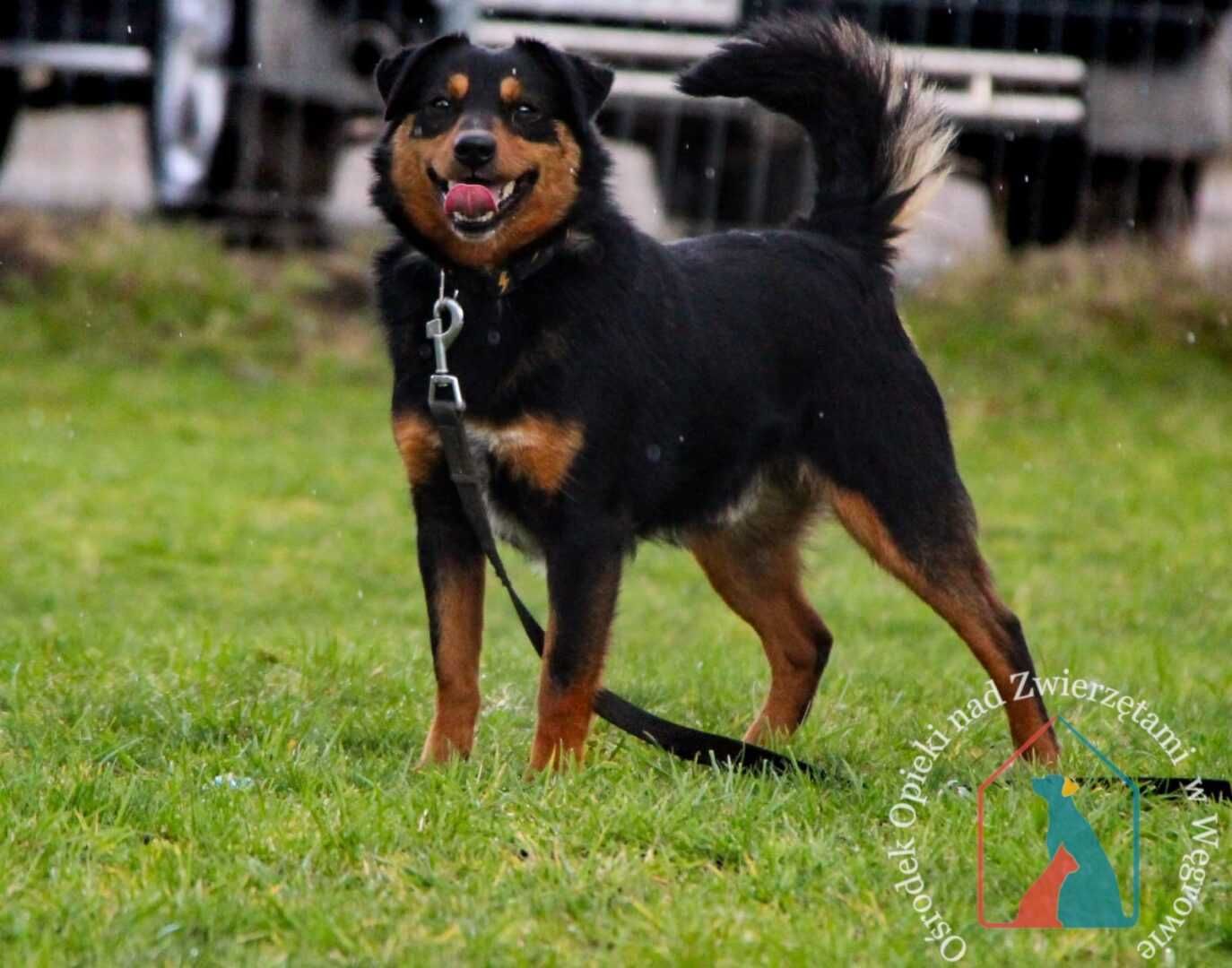 WESOŁY, MAŁY, fajny Tobik na tropie domu, 2 latka, 10 kg