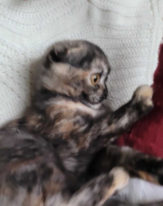 Супер милая девочка черепашка Скоттиш фолд из Киева