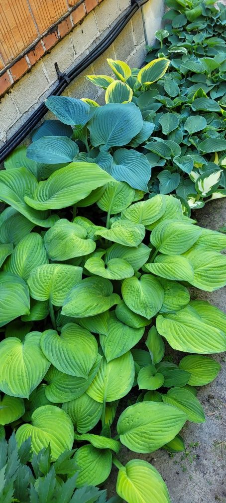 Hosta,  funkia sadzonki różne odmiany