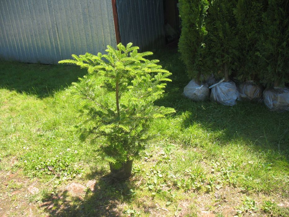 jodła koreańska 80 cm